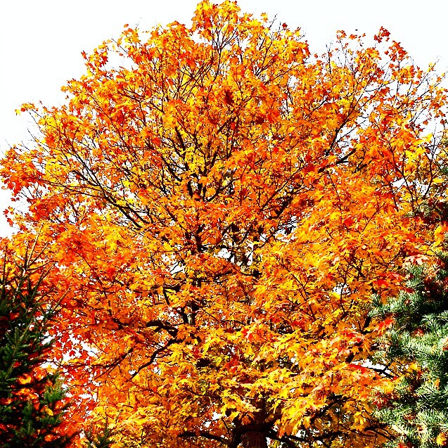 Fall Colors  - Laura Whitten